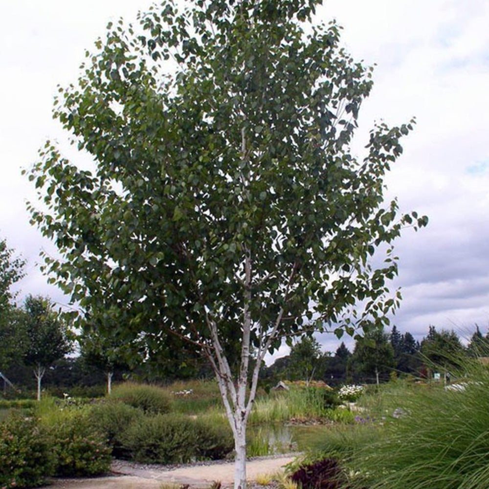 Betula Jacquemontii Tree (12L, 5-6ft)