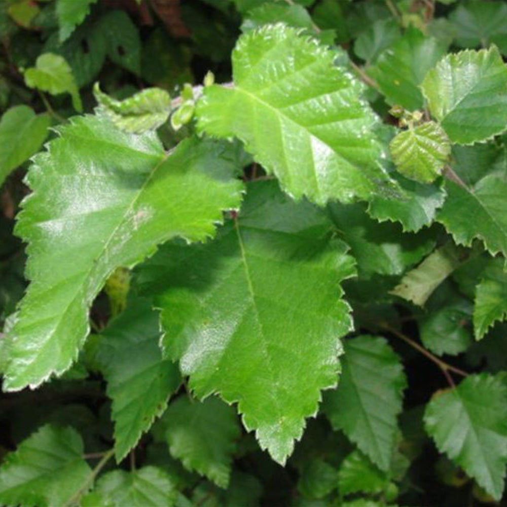 Betula Pendula Tree (12L, 5-6ft)