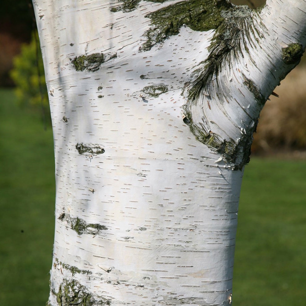 Betula Pendula Tree (12L, 5-6ft)