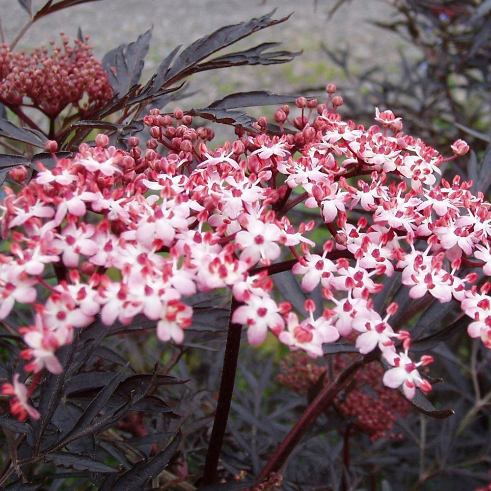 Sambucus Black Lace Tree (12L, 4-5ft)