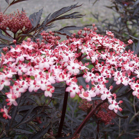 Sambucus Black Lace Tree (12L, 4-5ft)
