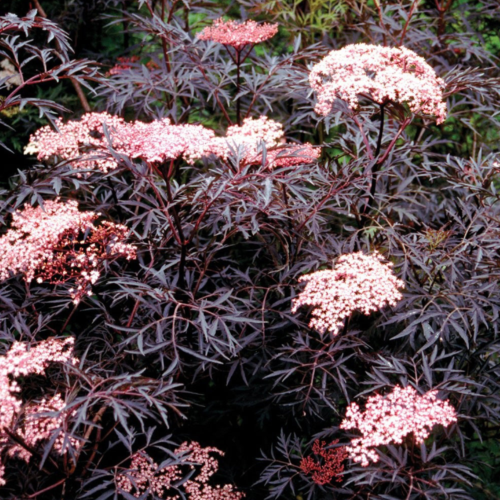 Sambucus Black Lace Tree (12L, 4-5ft)