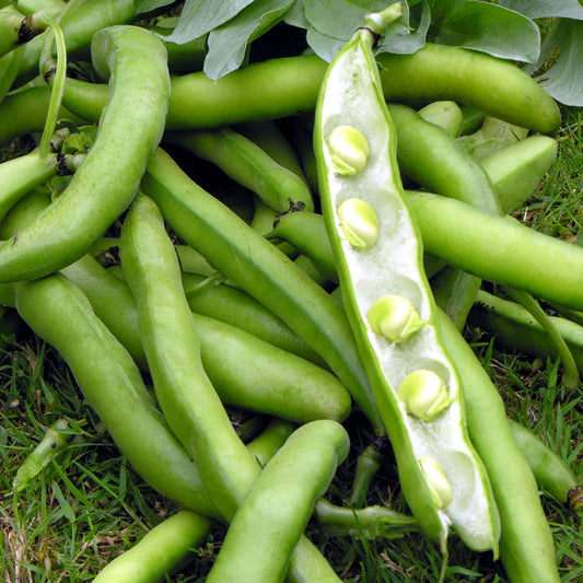 Broad Bean Bunyards Exhibition