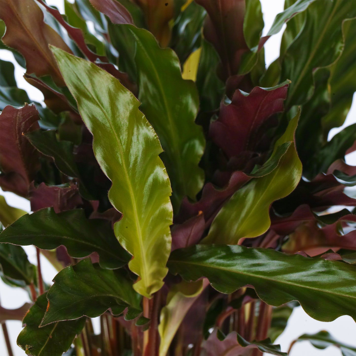 Calathea Elgergrass (12cm) V1