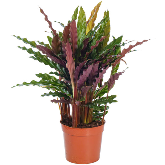 Calathea Elgergrass