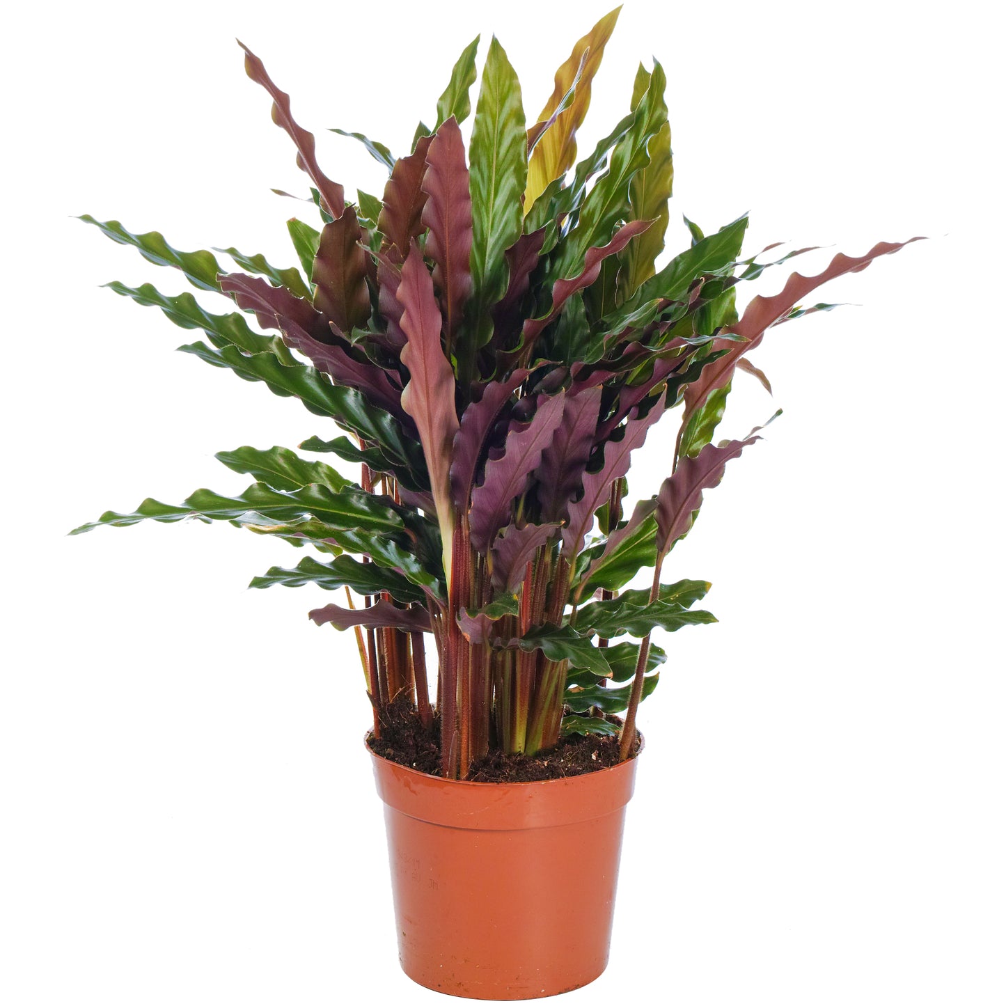 Calathea Elgergrass (12cm) V2