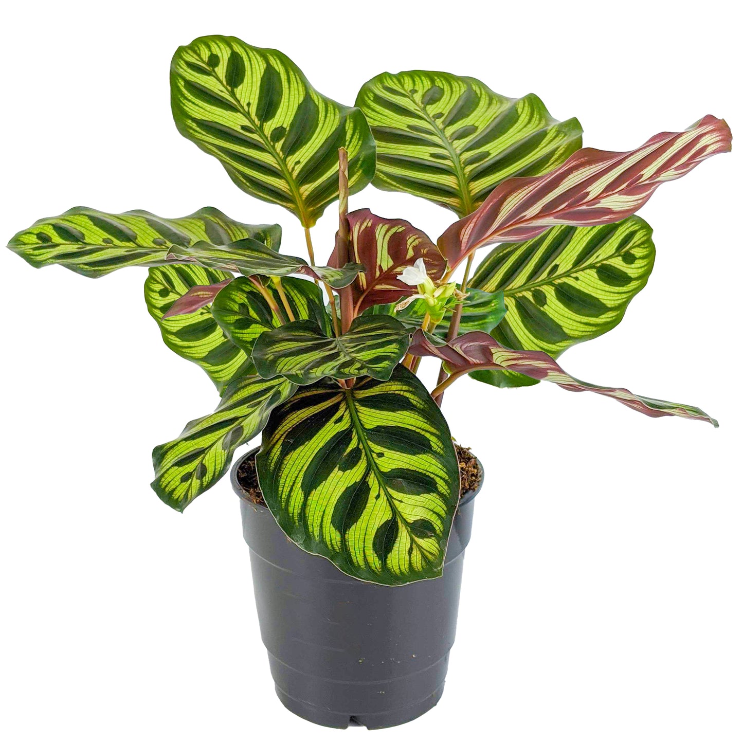 Calathea Makoyana (12cm) V4