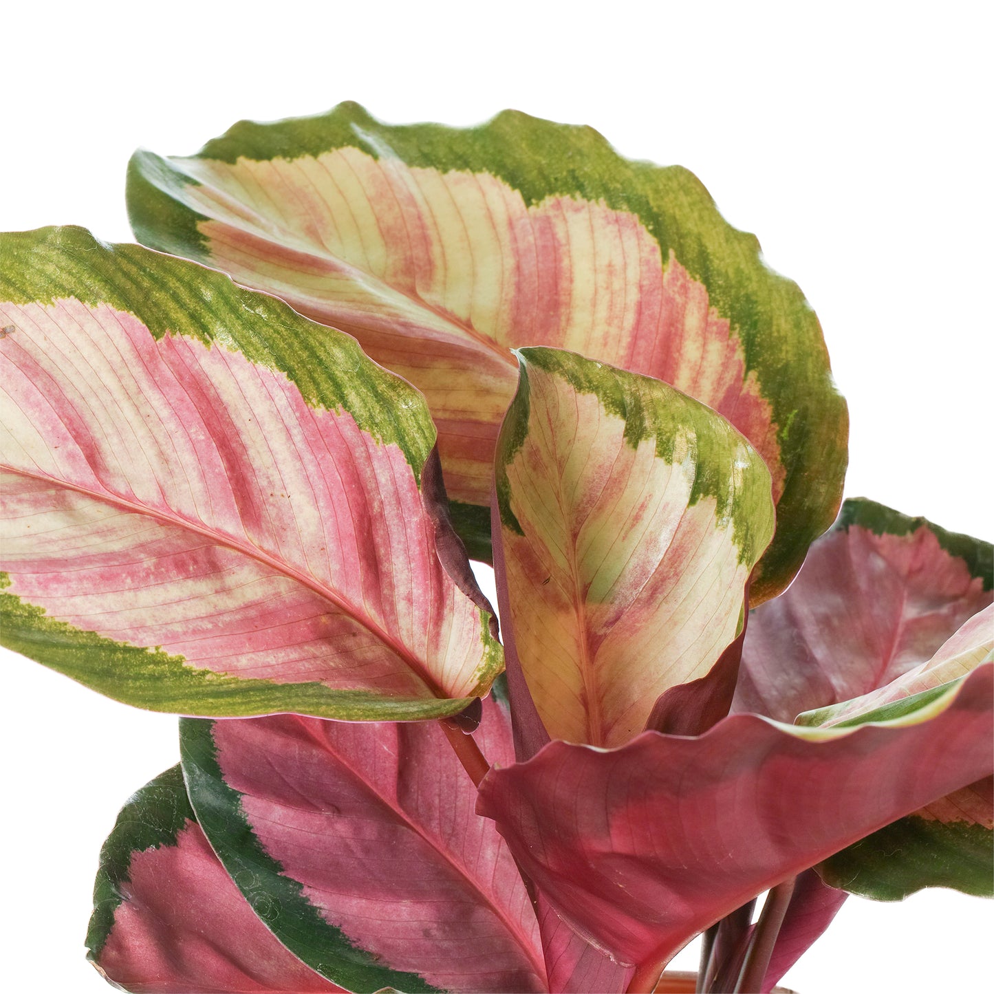 Calathea Roseopicta Rosy