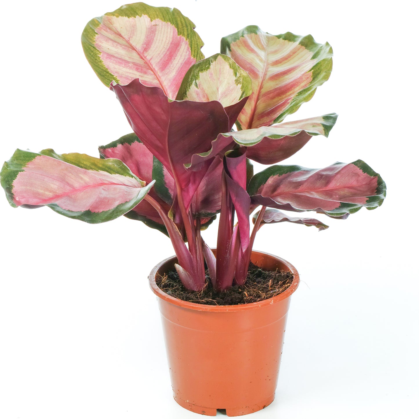 Calathea Roseopicta Rosy