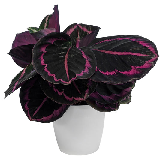 Calathea Surprise Star