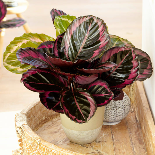 Calathea Surprise Star (14cm) V1