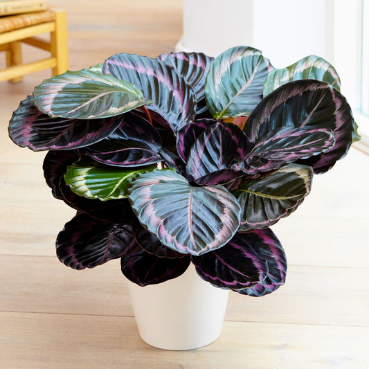 Calathea Surprise Star (14cm) V2