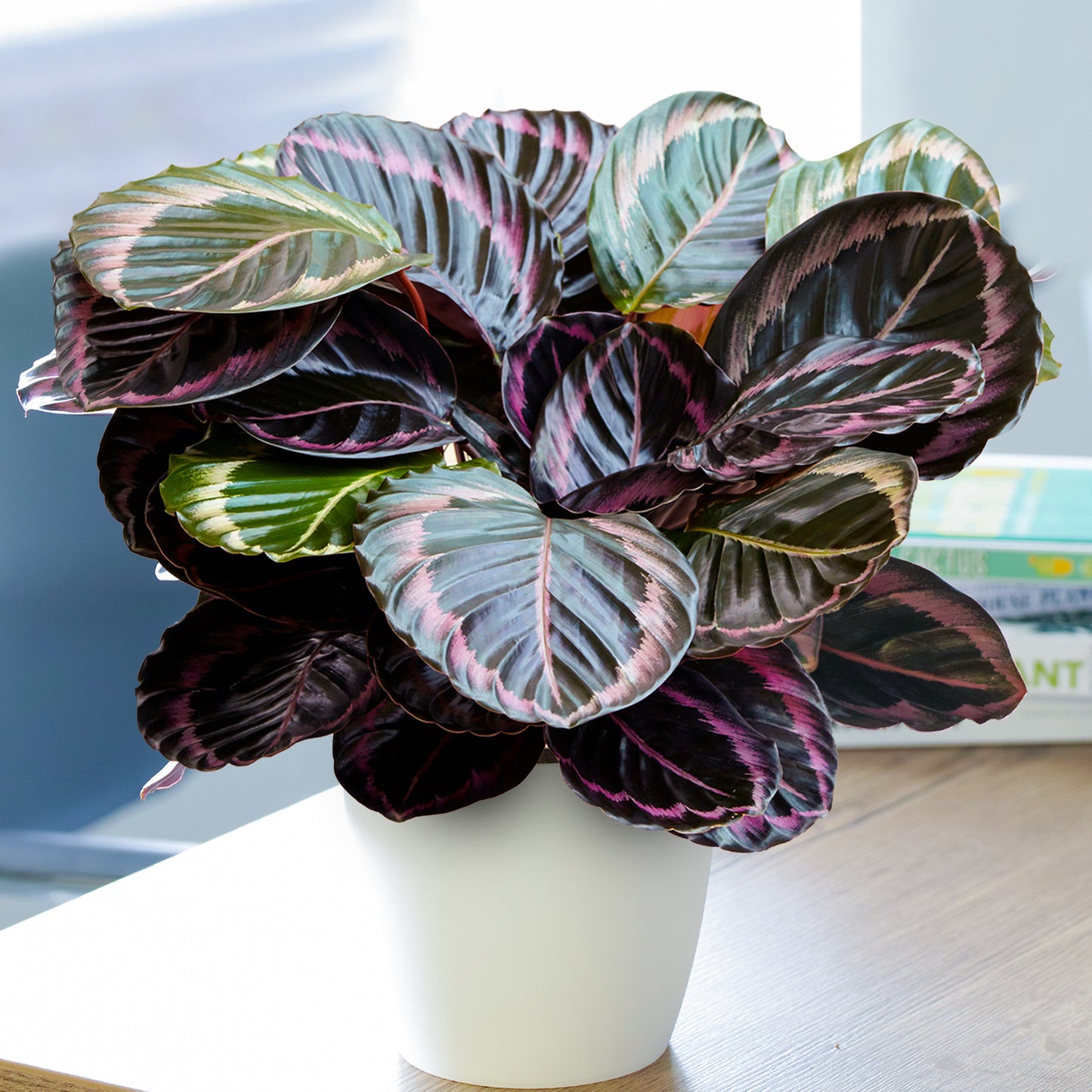 Calathea Surprise Star (14cm) V3