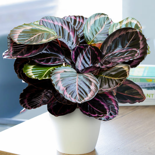 Calathea Surprise Star (14cm) V3