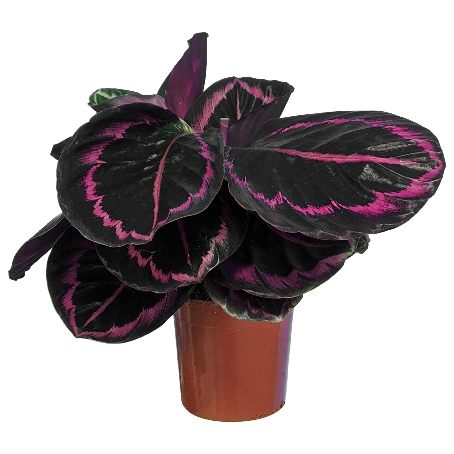 Calathea Surprise Star (14cm) V3