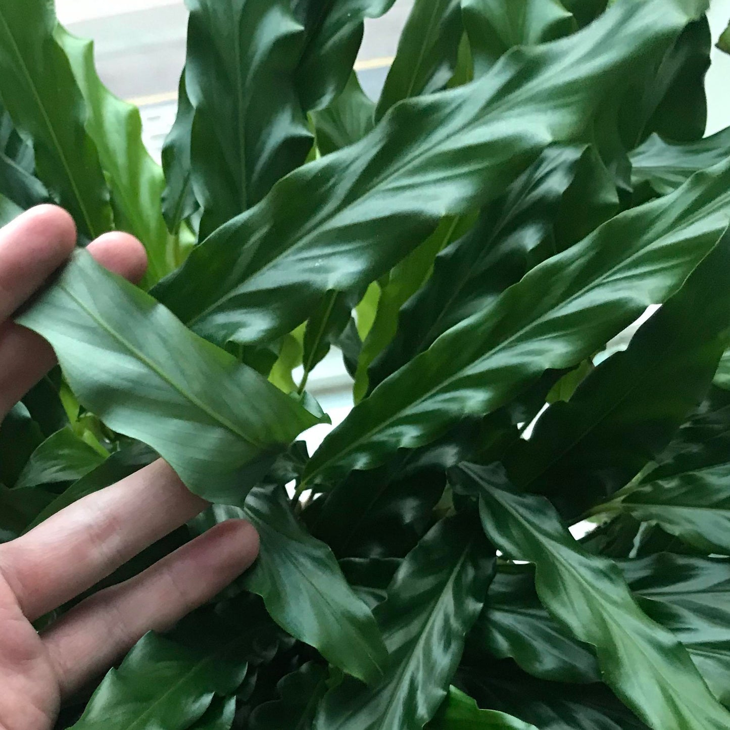Calathea Blue Grass (12cm) V1