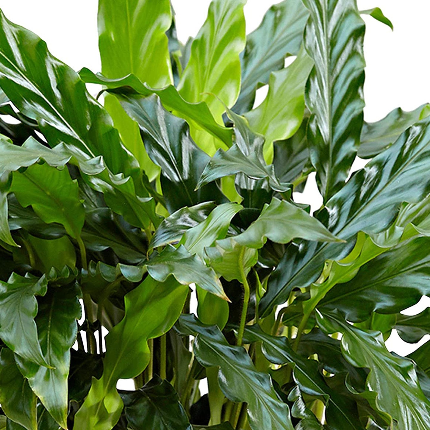 Calathea Blue Grass (12cm) V1