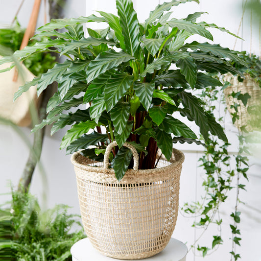 Calathea Blue Grass (12cm) V1