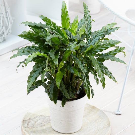 Calathea Blue Grass (12cm) V4