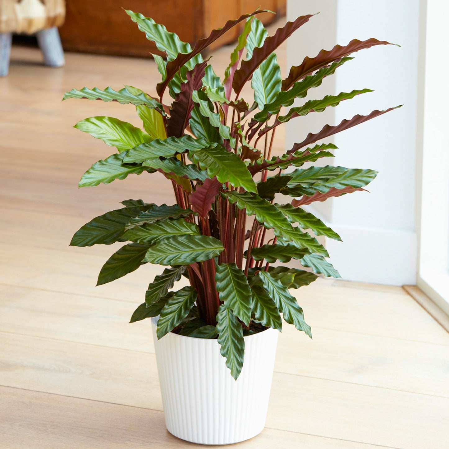 Calathea Elgergrass (12cm) V2