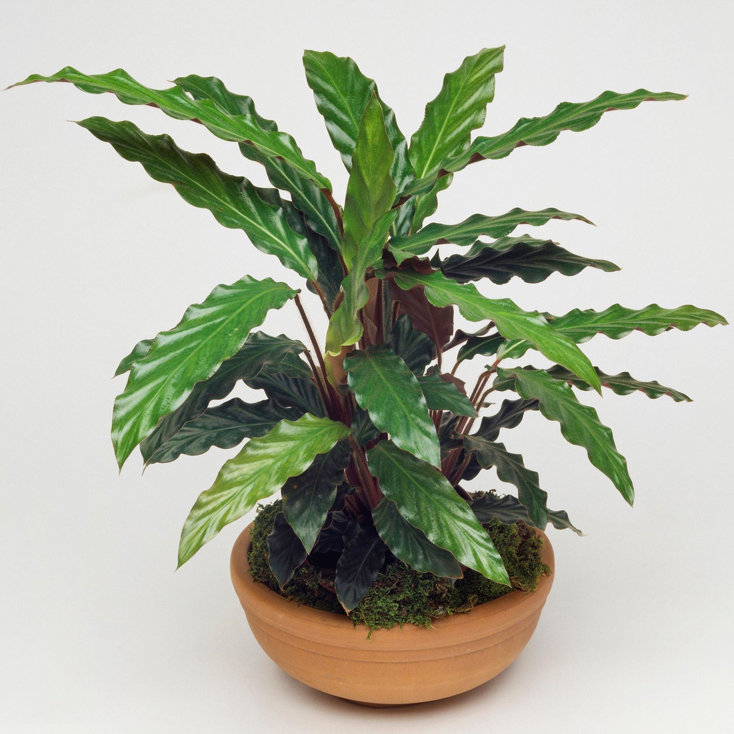 Calathea Elgergrass (12cm) V1