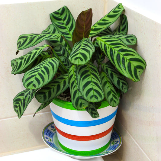 Calathea Makoyana (12cm) V2