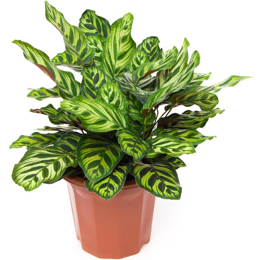 Calathea Makoyana (12cm) V3