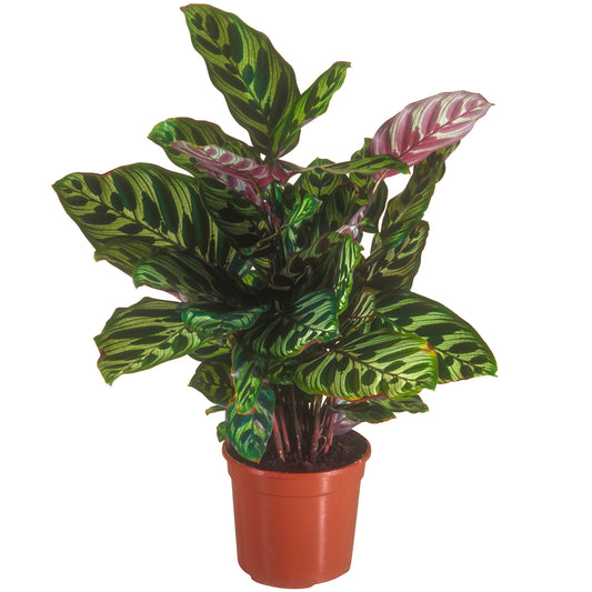Calathea Makoyana (12cm) V1