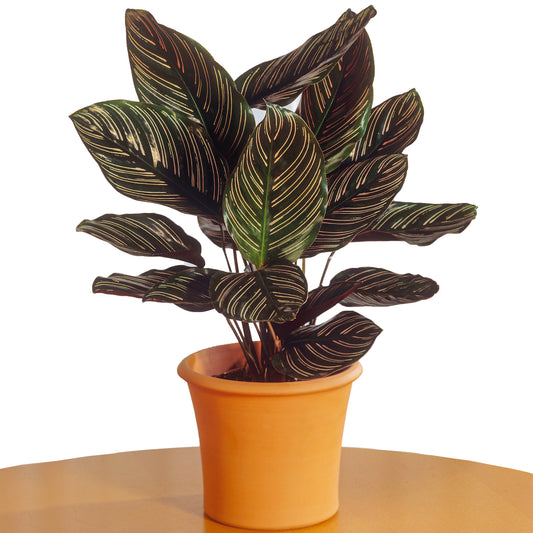Calathea Ornata (14cm) V1