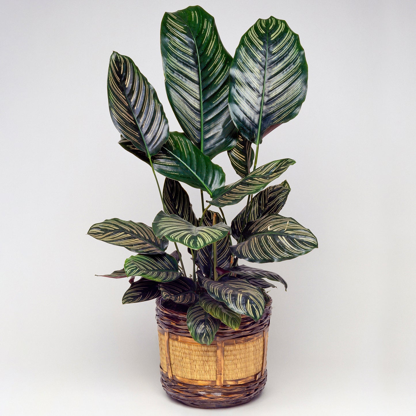 Calathea Ornata (14cm) V2