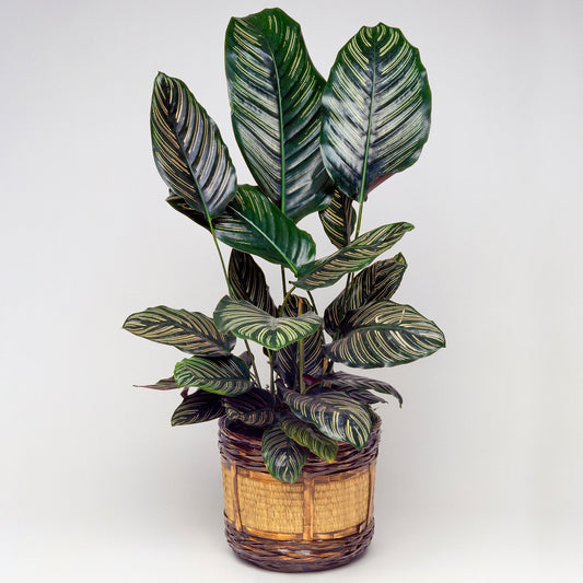 Calathea Ornata (14cm) V2