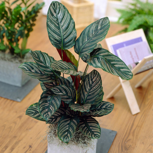 Calathea Ornata (14cm) V3