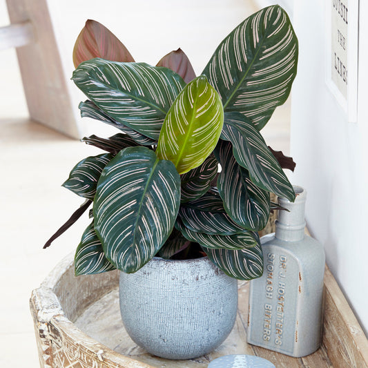 Calathea Ornata (14cm) V4