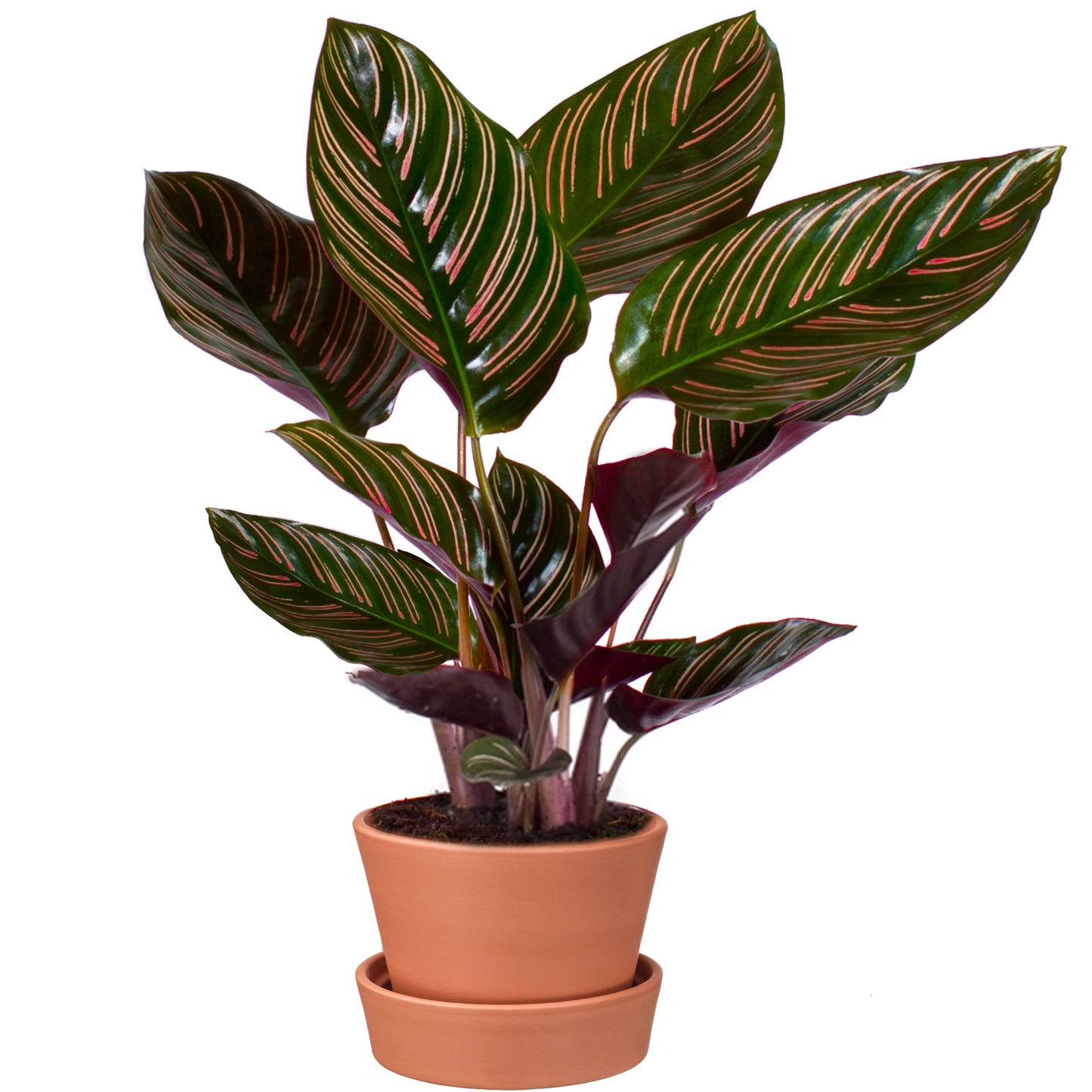 Calathea Ornata (14cm) V5