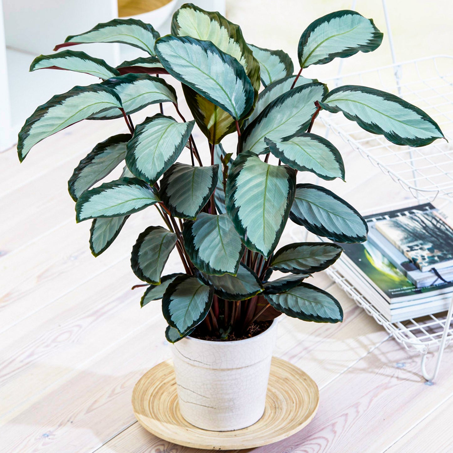 Calathea Picturata (12cm) V3