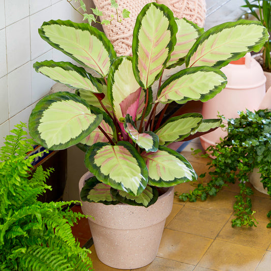 Calathea Picturata (12cm) V4
