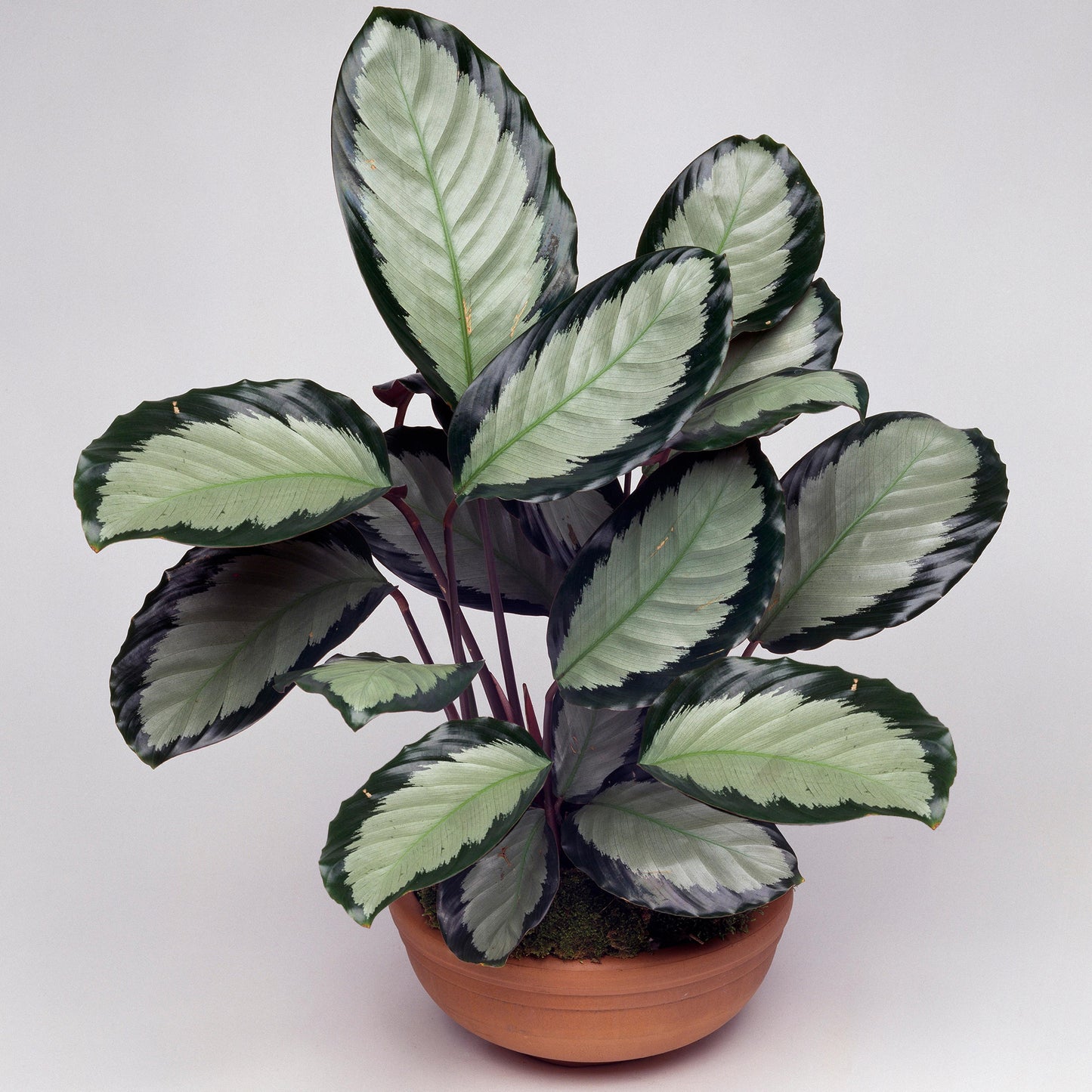 Calathea Picturata (12cm) V1