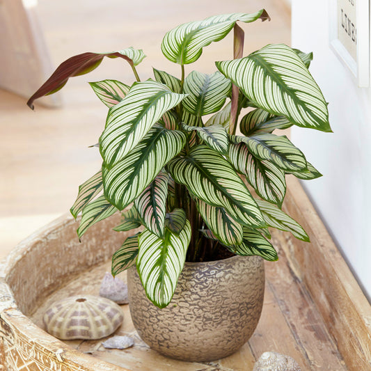 Calathea White Star (14cm) V2