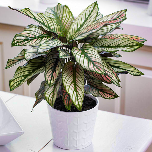 Calathea White Star (14cm) V1
