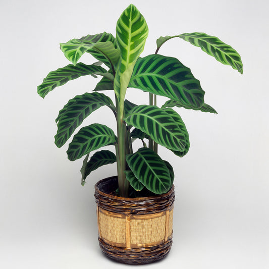 Calathea Zebrina (12cm) V2