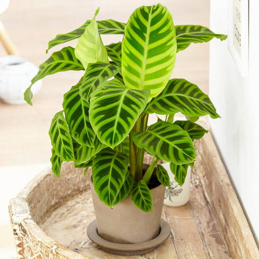 Calathea Zebrina (12cm) V4