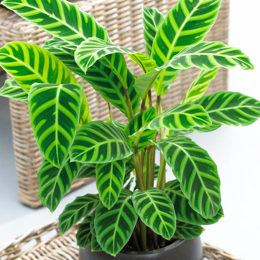 Calathea Zebrina (12cm) V5