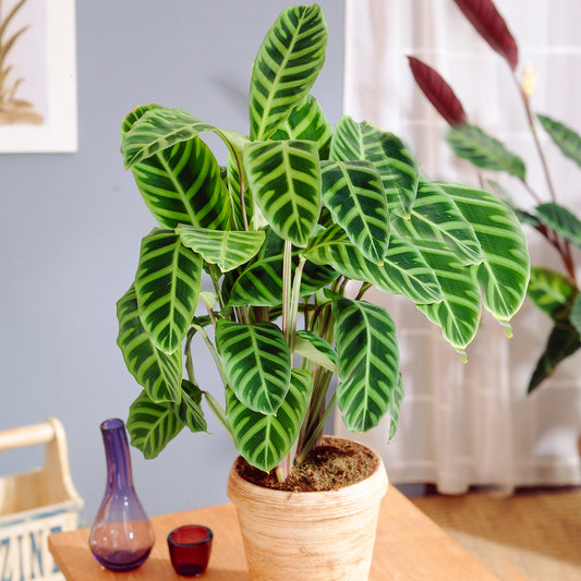 Calathea Zebrina (12cm) V6