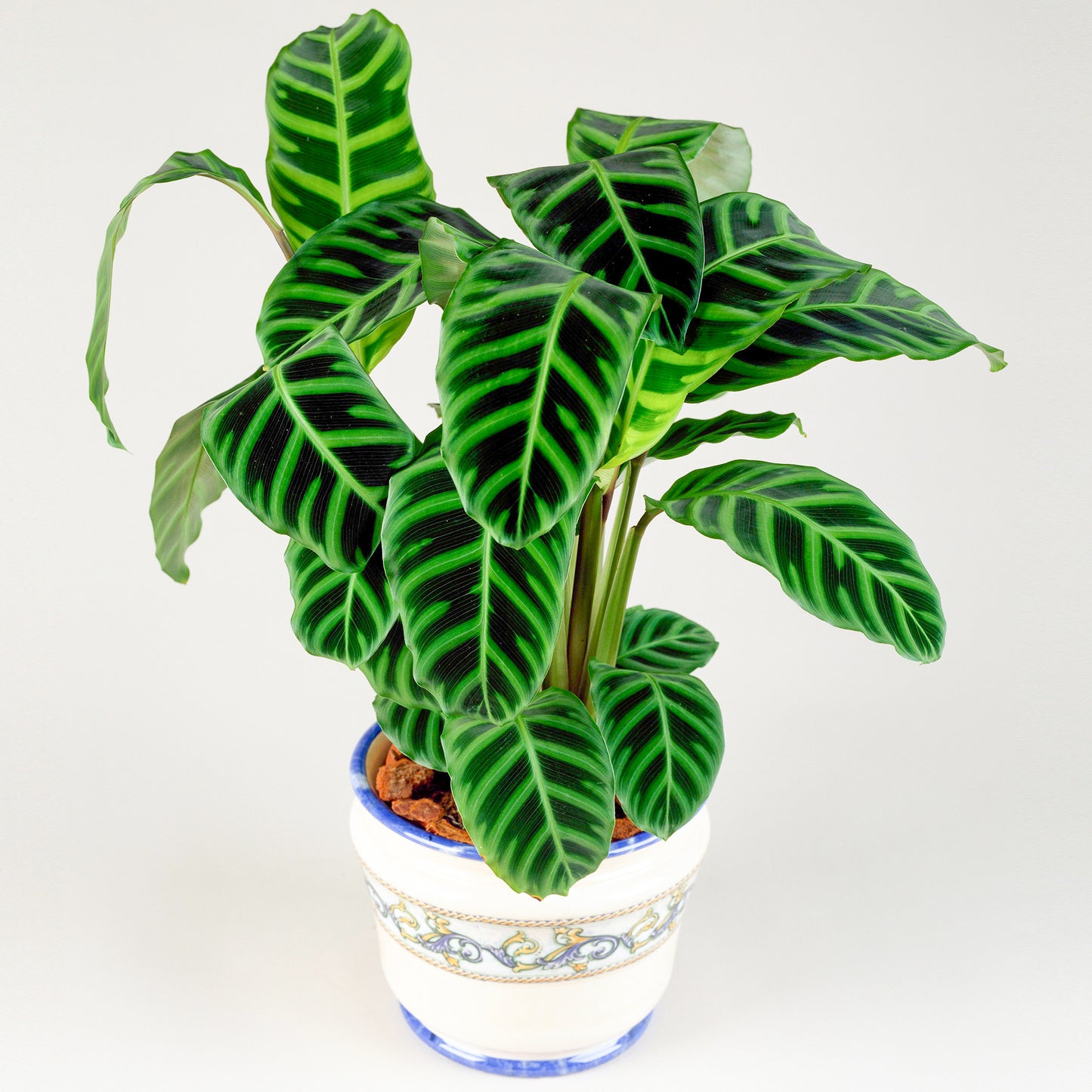 Calathea Zebrina (12cm) V1