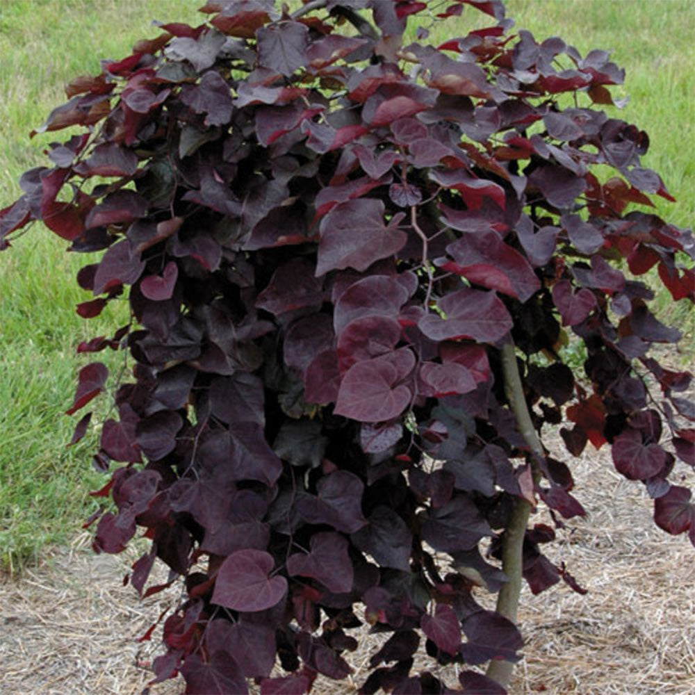 Cercis Ruby Falls Tree (12L, 5-6ft)