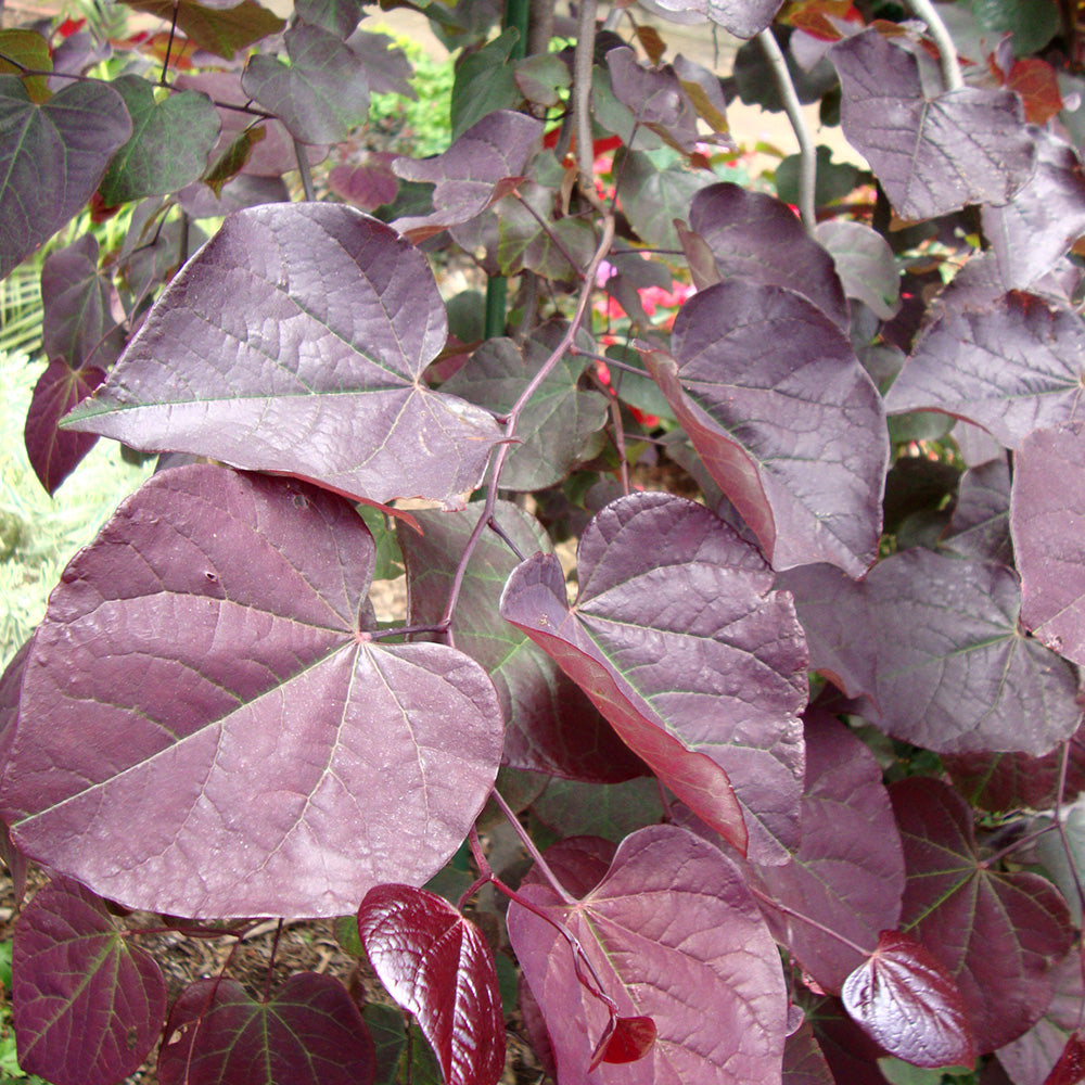 Cercis Ruby Falls Tree (12L, 5-6ft)