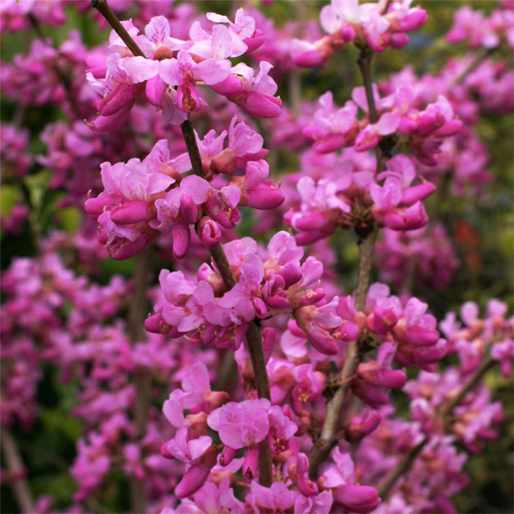 Cercis Avondale Tree (12L, 5-6ft)