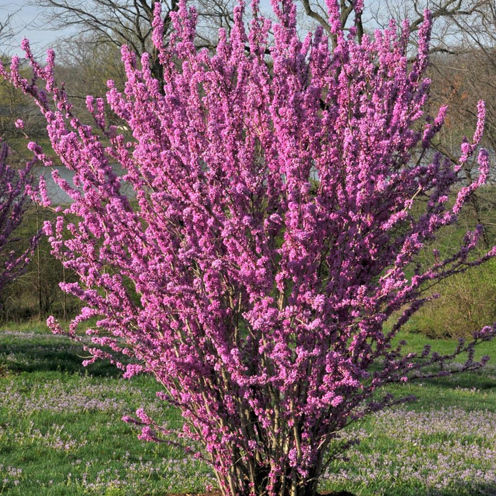 Cercis Avondale Tree (12L, 5-6ft)