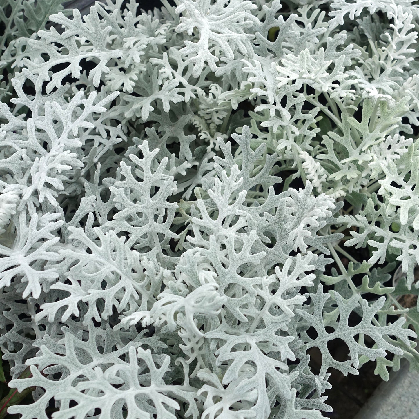 Bedding Plants - Cineraria Silver Dust (6 Pack)