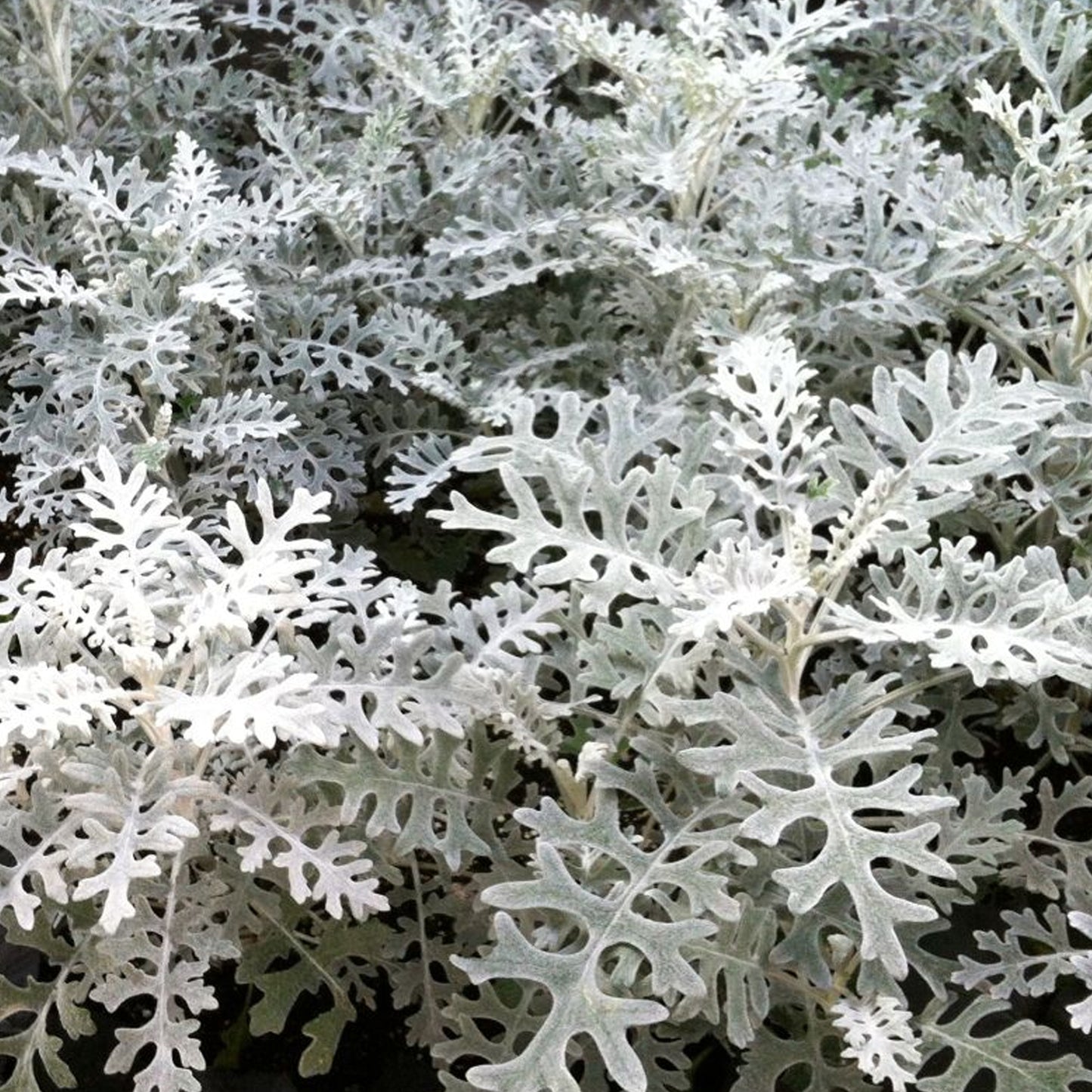 Bedding Plants - Cineraria Silver Dust (6 Pack)